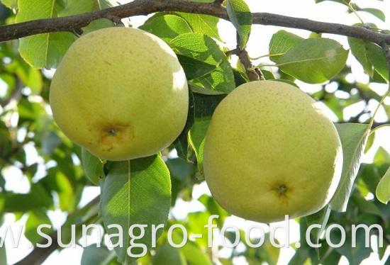 Organic Golden Crown Pear